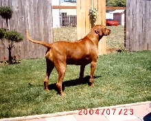 Wizard Zanzibar (Z-Bar) waithing for a cfase