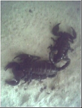 had since babies