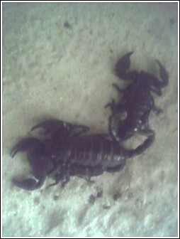 had since babies