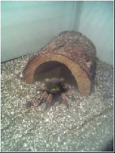 my Adolescent  Red Knee