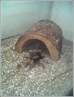 my Adolescent  Red Knee
