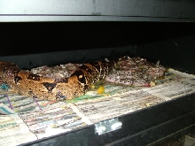 litter3