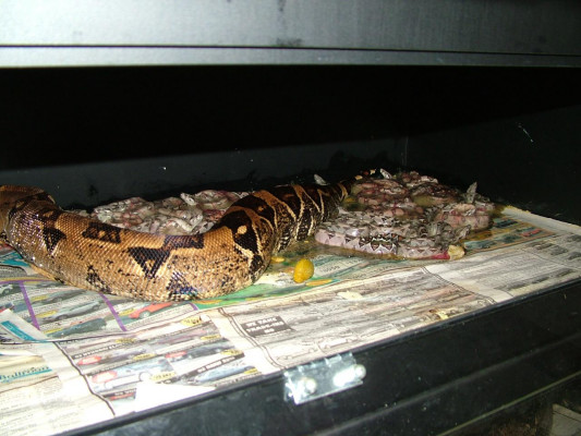 litter3
