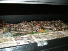 litter5