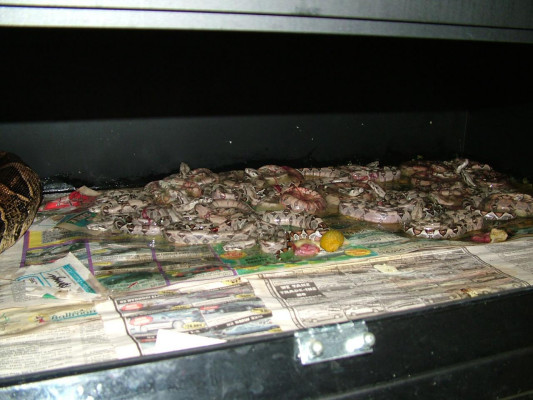 litter5