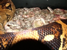 litter6