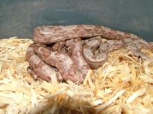 hog babies