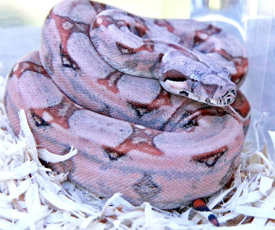 Ferrari Male