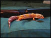 tang albino male
