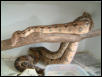 breeding