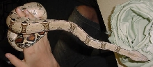 Stripe line het albino male