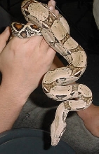 Stripe line het albino male