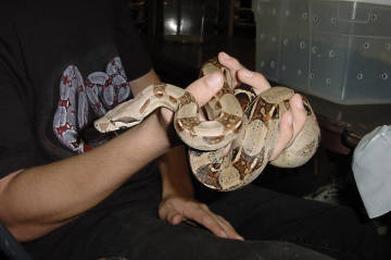 yearling het female