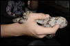 het female neonate