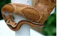 tail shot
