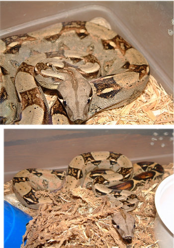 yearling females