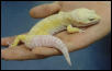 vegas line albino male