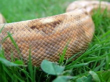hogg side shot
