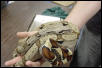 suri cross 66% het albino
