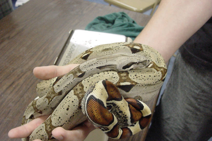 suri cross 66% het albino