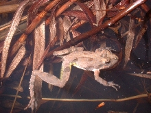 Acris crepitans