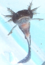 Marbled Larvae