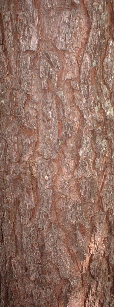 Gray Treefrog Crypsis Pine Tree