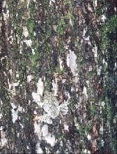 Gray Treefrog