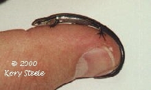 Ground Skink