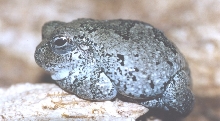 Big Gray