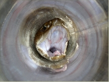 Cottonmouth in tube