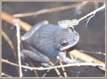 Psuedacris feriarum
