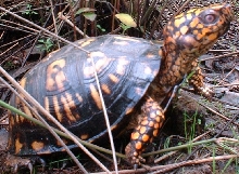 Box Turtle, Orange and Yellow