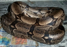 Adult Male Amarali