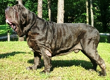 Neapolitan Mastiff