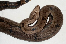 2000 Male bolivian
