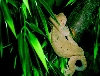 crestie1