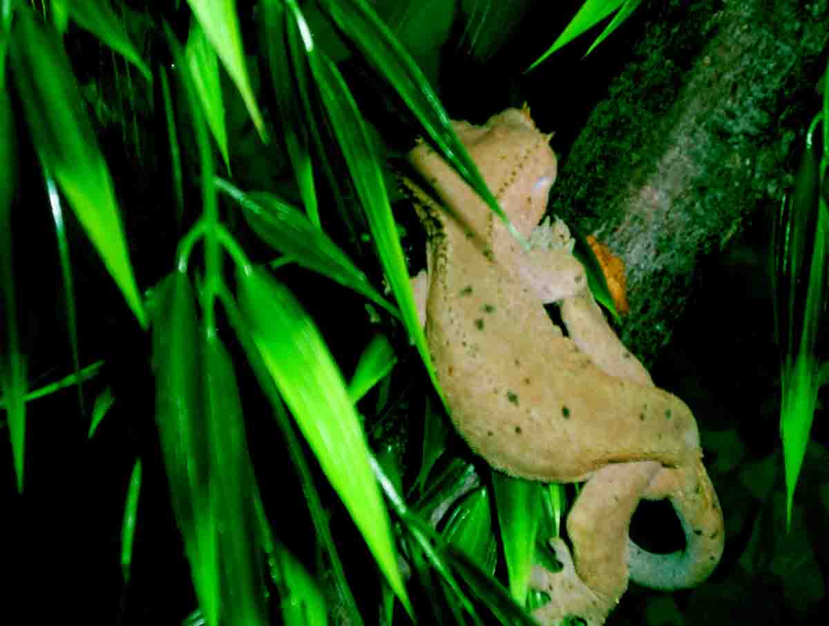 crestie1