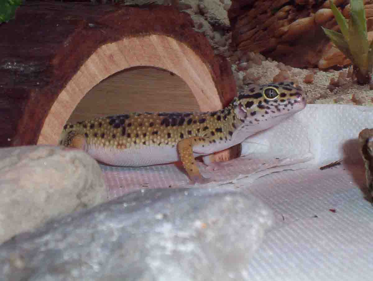 pedro12