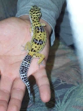 pedro