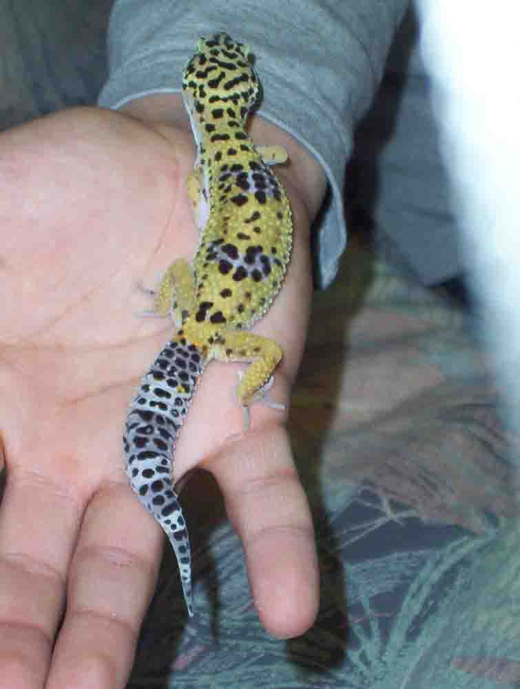 pedro