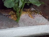 ummwarm