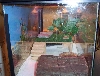 viv2