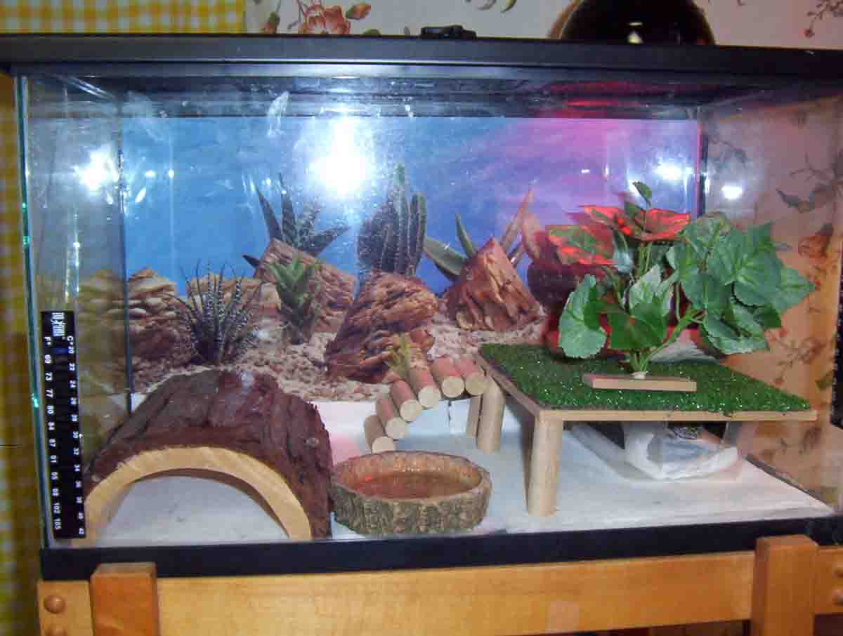 viv1