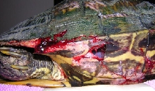 RES#2 Injury-pre op