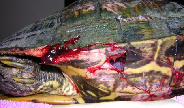 RES#2 Injury-pre op