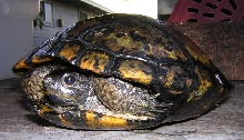 Melanistic RES