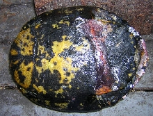 Melanistic RES