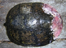 Melanistic RES