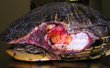 RES #1 Shell Injury- pre op